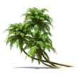 Illustration: Palmtrees isolated on white. Multiuse nature collection. Palmtrees isolated on white. Multiuse nature collection.