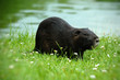Foto: Nutria Nutria