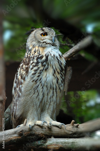 Photo: Tawny Owl Tawny Owl