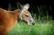Foto: Kangaroo portrait Kangaroo portrait