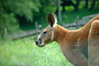 Foto: Kangaroo Kangaroo