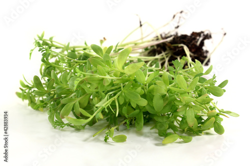 Photo: Gartenkresse Gartenkresse