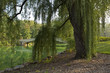 Photo: Central Park Bow bridge Central Park Bow bridge