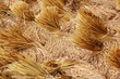 Foto: bundles of rice after the harvest bundles of rice after the harvest