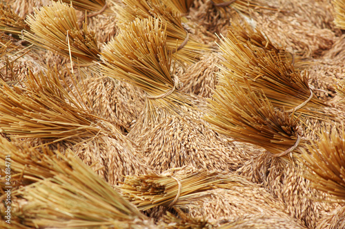 Foto: bundles of rice after the harvest bundles of rice after the harvest