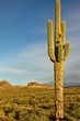 Photo: Cactus Landscape Cactus Landscape