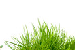 green grass