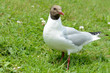 Lachmöwe