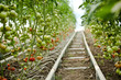 Tomato Farm