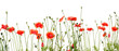 beautiful red poppies