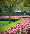 Photo: Flower field in Keukenhof Flower field in Keukenhof