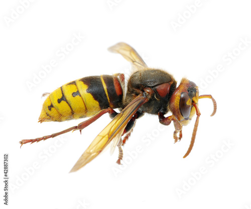 Photo: hornet hornet