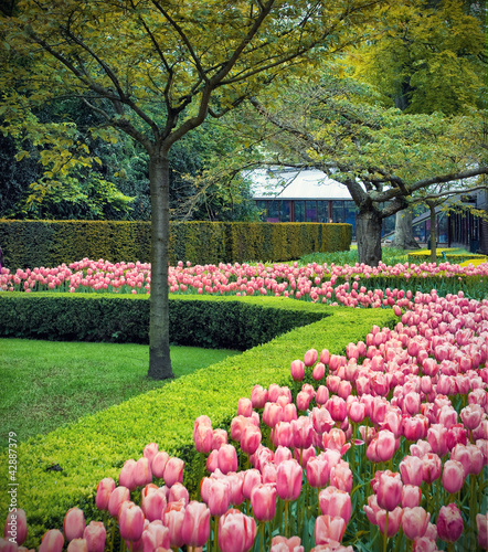 Photo: Flower field in Keukenhof Flower field in Keukenhof