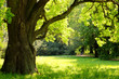 Photo: Mighty oak tree Mighty oak tree