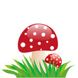 Amanita in the grass