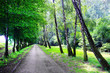 Road in the park