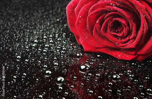 Photo: Rose with water drops Rose with water drops