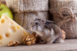 Rodent heaven - hamster or mouse in the pantry