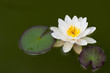 Seerose im Teich