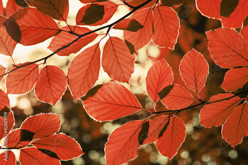 Foto: herbstlaub herbstlaub
