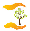 Hands taking care a tree