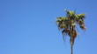 Palm against sky background