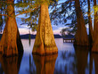Bäume in Florida am Abend