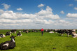 Photo: farmer walking in meadows with livestock farmer walking in meadows with livestock