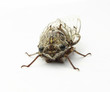 Insecte - Cigale provençale