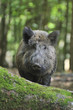 Wildschwein