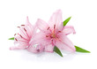 Two pink lily