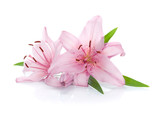 Two pink lily