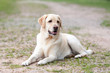 Labrador