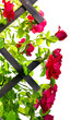red rose bush