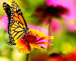 Monarch butterfly on a pretty flower