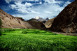 champs de blé au Ladakh
