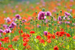a field with lilac and red poppies