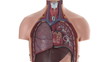 Video: Male human body anatomical model Male human body anatomical model