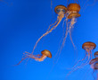 Photo: Jelly fishes in the blue sea Jelly fishes in the blue sea