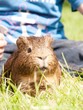 Meerschwein und Kind
