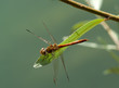 Photo: Libellula rossa dall'alto Libellula rossa dall'alto