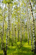 Birch wood