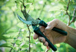 Pruning of  trees with secateurs