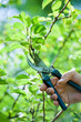 Pruning of  trees with secateurs