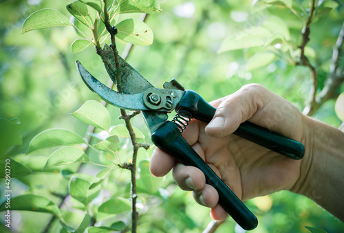 Photo: Pruning of trees with secateurs Pruning of trees with secateurs