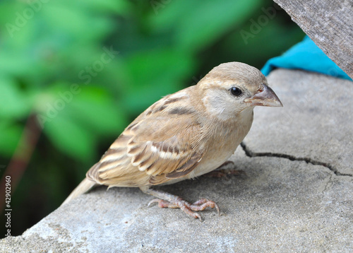 Photo: Closeup of a small sparrow resting Closeup of a small sparrow resting