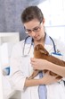 Photo: Young veterinary with rabbit Young veterinary with rabbit
