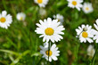Leucanthemum
