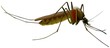 Mosquito