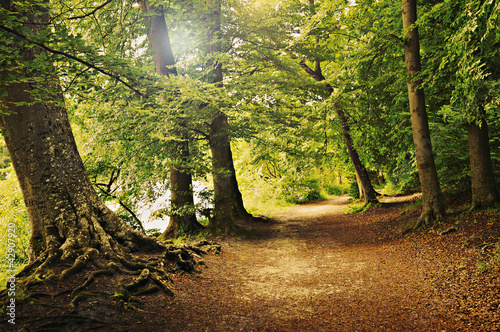 Foto: waldweg waldweg